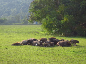 WETLANDS 2012 LEFT